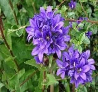 1 x Campanula Glomerata Superba - 9cm Pot