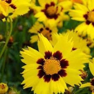 1 x Coreopsis Grandiflora Sun Kiss - 9cm Pot