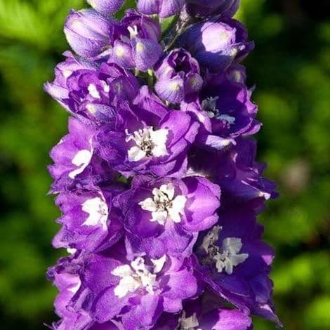 1 x Delphinium 'King Arthur' - 9cm Pot