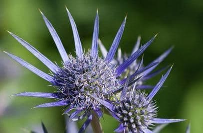 1 x Eryngium bourgatii - 9cm Pot