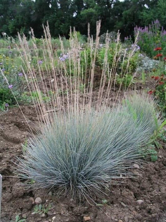 1 x FESTUCA glauca - 9cm Pot