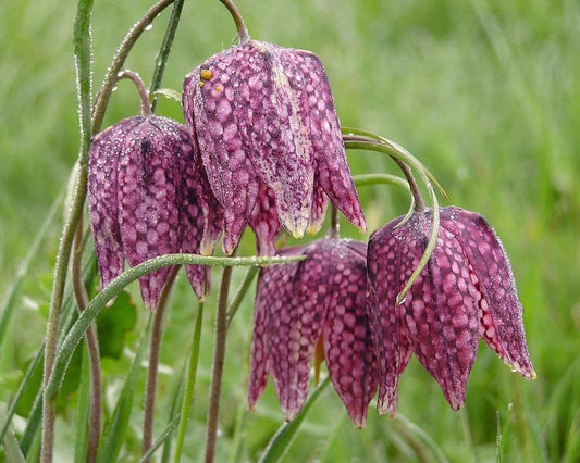 1 x FRITILLARIA meleagris - 9cm Pot